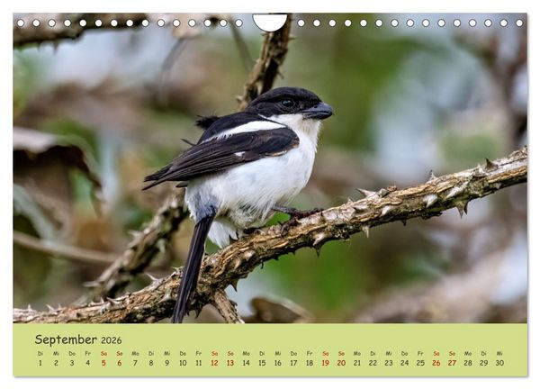 Produktbild: Gefiederte Sch&ouml;nheiten Ostafrikas (Wandkalender 2026 DIN A4 quer), CALVENDO Monatskalender