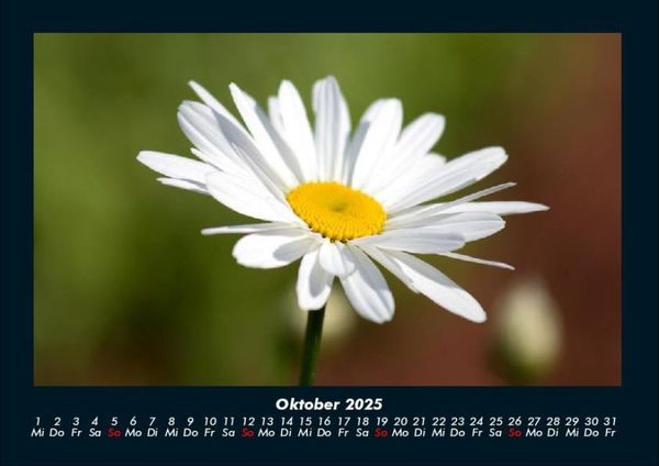Produktbild: Pflanzen und Bl&uuml;ten 2025 Fotokalender DIN A4