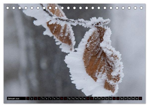 Produktbild: Rotbuchen (Tischkalender 2026 DIN A5 quer), CALVENDO Monatskalender