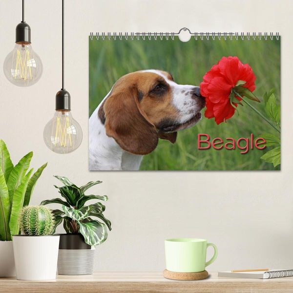 Produktbild: Beagle (Wandkalender 2026 DIN A4 quer), CALVENDO Monatskalender