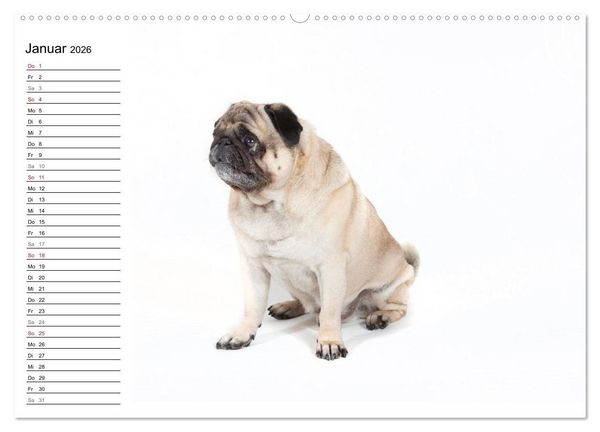 Produktbild: Mops - unwiderstehlich und charmant (hochwertiger Premium Wandkalender 2026 DIN A2 quer), Kunstdruck in Hochglanz