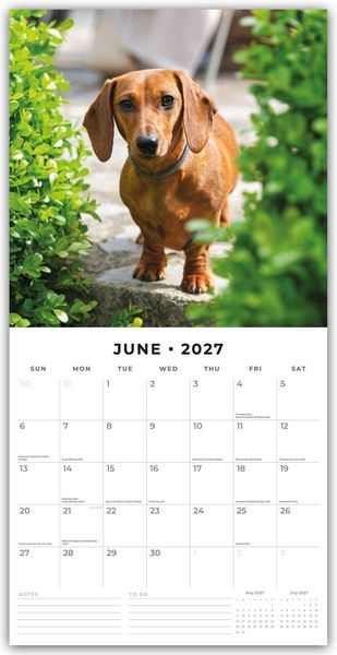 Produktbild: Dachshunds &ndash; Dackel &ndash; Dachshunde 2027 &ndash; 16-Monatskalender