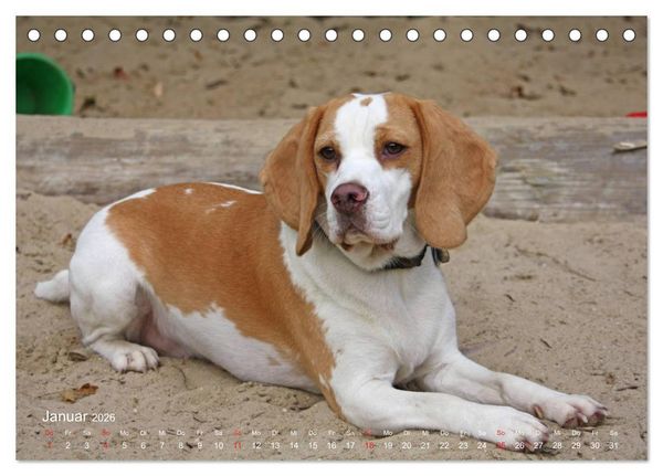 Produktbild: Beagle (Tischkalender 2026 DIN A5 quer), CALVENDO Monatskalender