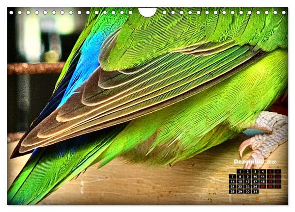 Produktbild: Die Unzertrennlichen (Wandkalender 2026 DIN A4 quer), CALVENDO Monatskalender