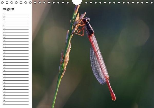 Produktbild: Libellen Geburtstagskalender (Wandkalender immerw&auml;hrend DIN A4 quer)