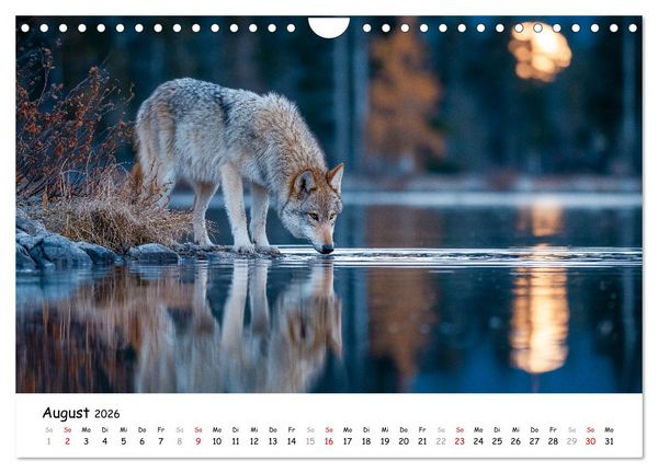 Produktbild: W&ouml;lfe im Mondlicht - Ruf der Wildnis (Wandkalender 2026 DIN A4 quer), CALVENDO Monatskalender