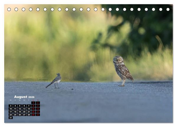 Produktbild: Zu Besuch bei Familie Steinkauz (Tischkalender 2026 DIN A5 quer), CALVENDO Monatskalender