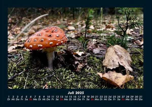 Produktbild: Pilzkalender 2025 Fotokalender DIN A4