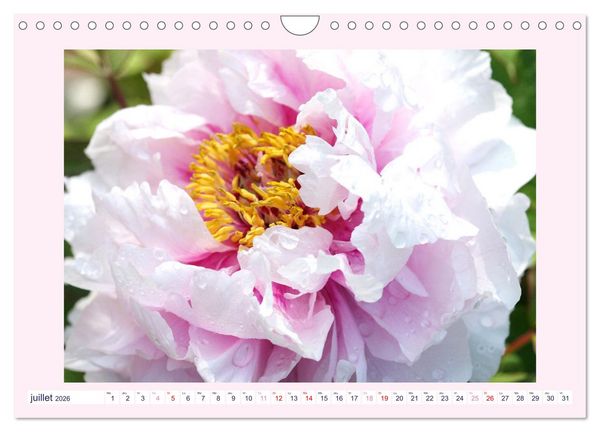 Produktbild: Pivoines - Roses sans &eacute;pines (Calendrier mural 2026 DIN A4 vertical), CALVENDO calendrier mensuel