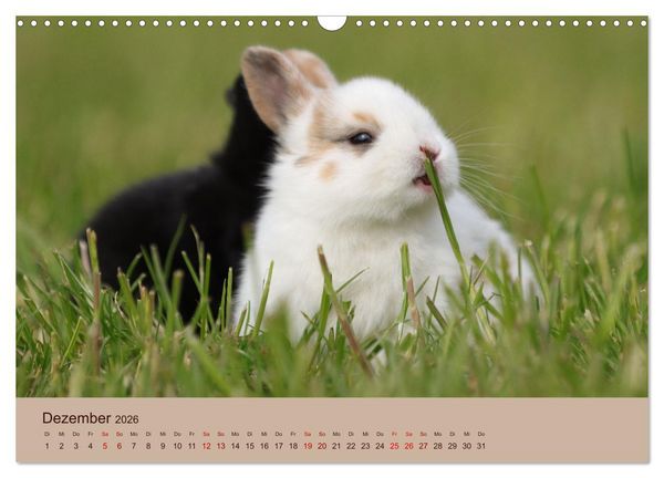 Produktbild: Bauernhoftiere - Von Klein bis Gro&szlig;, mit Fell und mit Federn. (Wandkalender 2026 DIN A3 quer), CALVENDO Monatskalender