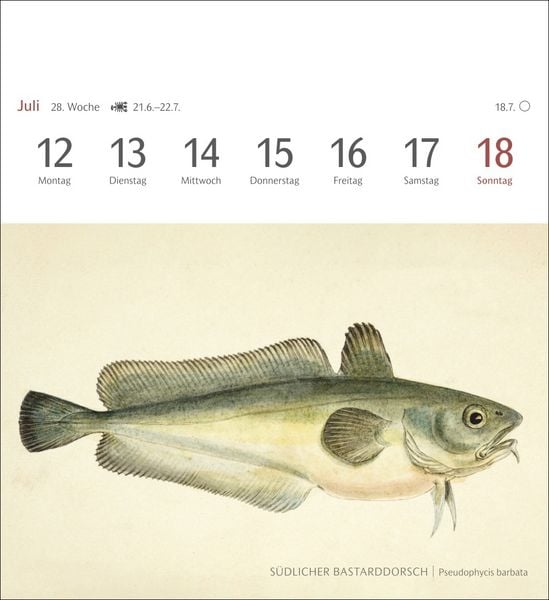 Produktbild: Fische Postkartenkalender 2027 - Postkartenkalender mit 53 historischen Zeichnungen