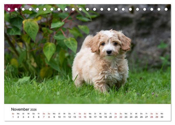 Produktbild: Maltipoo Welpen (Tischkalender 2026 DIN A5 quer), CALVENDO Monatskalender