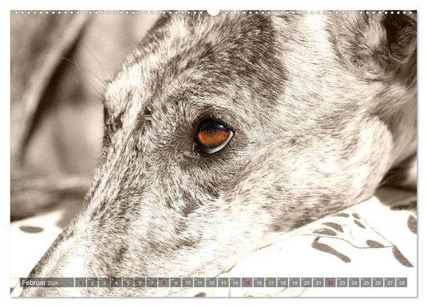 Produktbild: Galgo eye-catcher (hochwertiger Premium Wandkalender 2026 DIN A2 quer), Kunstdruck in Hochglanz