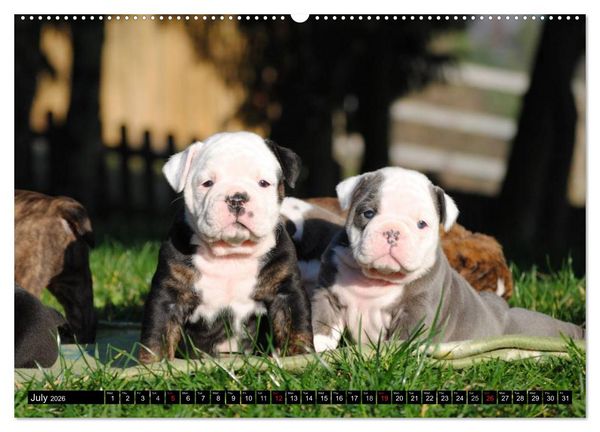 Produktbild: Bulldogs - Old English Bulldog Puppies (High Quality Premium Wall Calendar 2026 DIN A2 landscape),CALVENDO 12 Month Wall Calendar