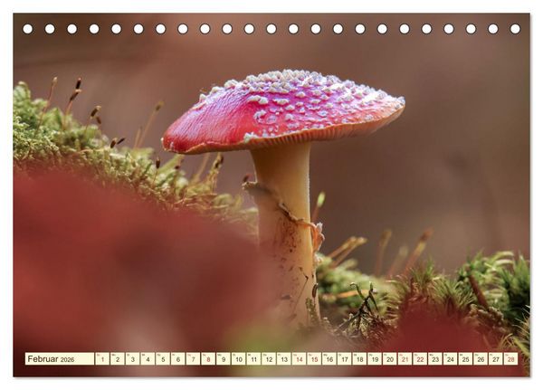 Produktbild: Die Welt der Fliegenpilze (Tischkalender 2026 DIN A5 quer), CALVENDO Monatskalender