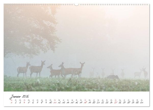Produktbild: Rotwild - im Naturparadies der Mecklenburgischen Seenplatte (Wandkalender 2026 DIN A2 quer), CALVENDO Monatskalender