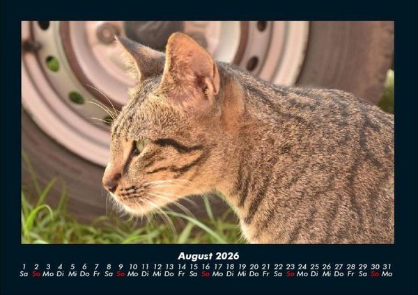 Produktbild: F&uuml;r Katzenfreunde 2026 Fotokalender DIN A4