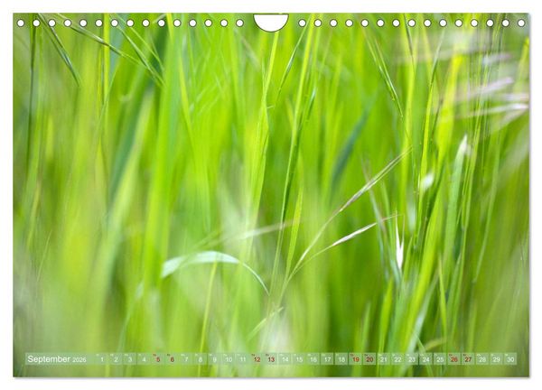 Produktbild: GR&Uuml;N Harmonie Wachstum Zufriedenheit (Wandkalender 2026 DIN A4 quer), CALVENDO Monatskalender