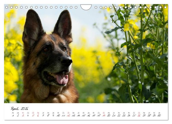 Produktbild: Deutsche Sch&auml;ferhunde - Liebenswerte Graunasen (Wandkalender 2026 DIN A4 quer), CALVENDO Monatskalender