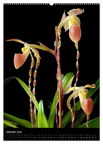 Produktbild: Orchideen - Exoten im Wohnzimmer (hochwertiger Premium Wandkalender 2026 DIN A2 hoch), Kunstdruck in Hochglanz
