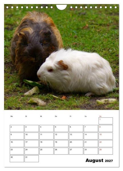Produktbild: Meerschweinchen Terminplaner (Wandkalender 2027 DIN A4 hoch), CALVENDO Monatskalender
