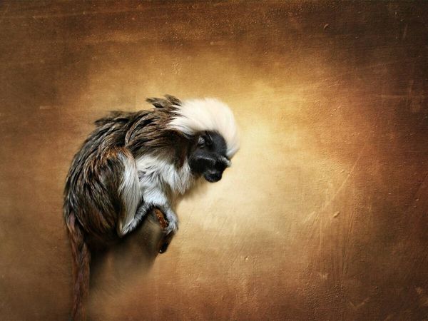 Produktbild: CALVENDO Puzzle Liszt&auml;ffchen | 1000 Teile Lege-Gr&ouml;&szlig;e 64x48cm Foto-Puzzle f&uuml;r gl&uuml;ckliche Stunden