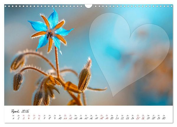Produktbild: Blauer Bl&uuml;tentraum - Bastelkalender (Wandkalender 2026 DIN A3 quer), CALVENDO Monatskalender