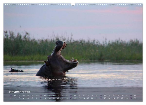Produktbild: Botswana Wildlife (hochwertiger Premium Wandkalender 2026 DIN A2 quer), Kunstdruck in Hochglanz
