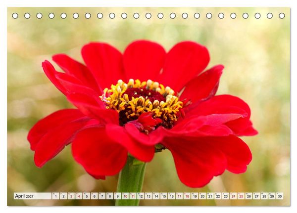 Produktbild: Herzensblumen (Tischkalender 2027 DIN A5 quer), CALVENDO Monatskalender