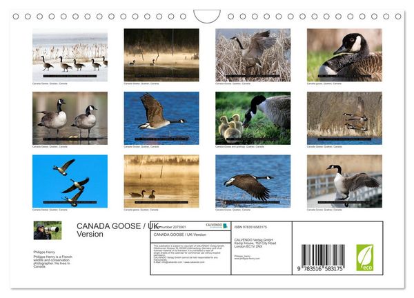 Produktbild: CANADA GOOSE / UK-Version (Wall Calendar 2026 DIN A4 landscape), CALVENDO 12 Month Wall Calendar