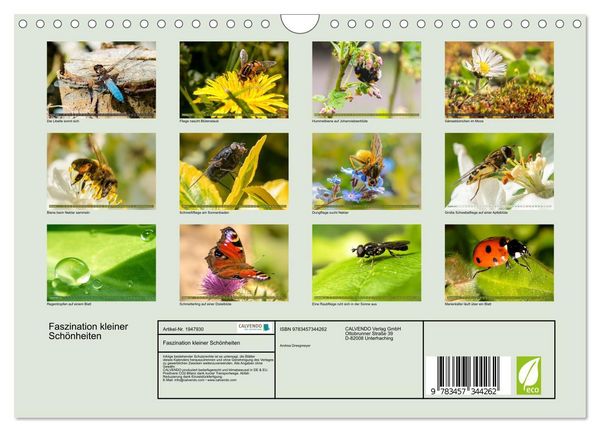Produktbild: Faszination kleiner Sch&ouml;nheiten (Wandkalender 2026 DIN A4 quer), CALVENDO Monatskalender