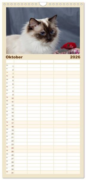 Produktbild: Familienplaner 2026 - Ragdolls mit 5 Spalten (Wandkalender, 21 x 45 cm) CALVENDO