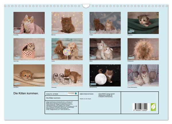 Produktbild: Die Kitten kommen. (Wandkalender 2026 DIN A3 quer), CALVENDO Monatskalender