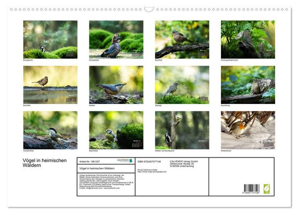 Produktbild: V&ouml;gel in heimischen W&auml;ldern (Wandkalender 2026 DIN A2 quer), CALVENDO Monatskalender