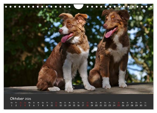 Produktbild: Australian Shepherd - Augenblicke (Wandkalender 2026 DIN A4 quer), CALVENDO Monatskalender