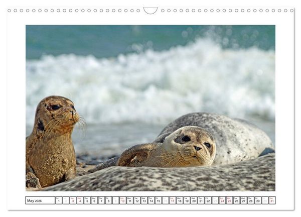 Produktbild: Seals on the Beach (Wall Calendar 2026 DIN A3 landscape), CALVENDO 12 Month Wall Calendar