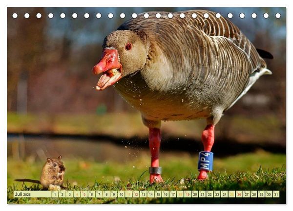 Produktbild: Lustig und verr&uuml;ckt - der ganz andere Tierkalender (Tischkalender 2026 DIN A5 quer), CALVENDO Monatskalender