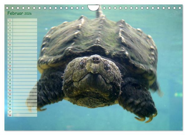 Produktbild: Schildkr&ouml;ten - Gepanzerte Wesen aus Urzeiten (Wandkalender 2026 DIN A4 quer), CALVENDO Monatskalender