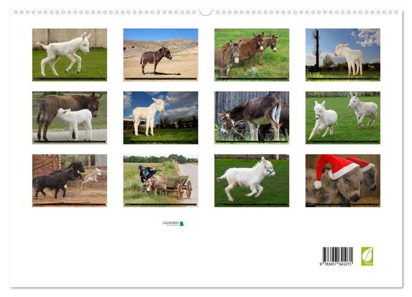 Produktbild: WIR SIND ESEL (Wandkalender 2026 DIN A2 quer), CALVENDO Monatskalender