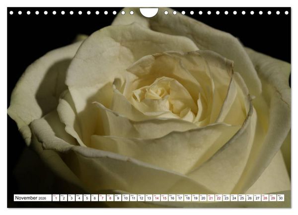 Produktbild: Fascinating colours of flowers (Wall Calendar 2026 DIN A4 landscape), CALVENDO 12 Month Wall Calendar