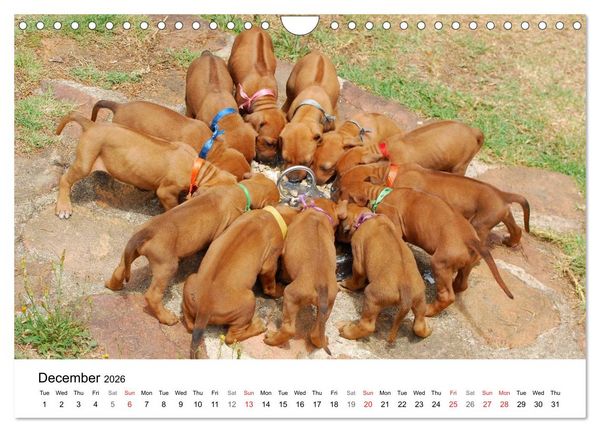 Produktbild: Rhodesian Ridgeback Puppies (Wall Calendar 2026 DIN A4 landscape), CALVENDO 12 Month Wall Calendar