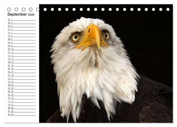 Produktbild: Der Wei&szlig;kopfseeadler (Tischkalender 2026 DIN A5 quer), CALVENDO Monatskalender