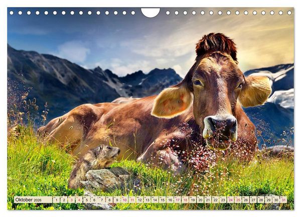 Produktbild: Berg-K&uuml;he, Natur pur - unser sch&ouml;nster Urlaub (Wandkalender 2026 DIN A4 quer), CALVENDO Monatskalender