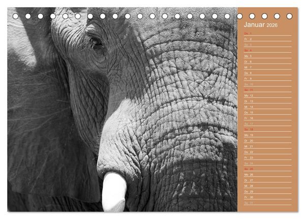 Produktbild: Afrika - Faszinierende Tierwelt (Tischkalender 2026 DIN A5 quer), CALVENDO Monatskalender