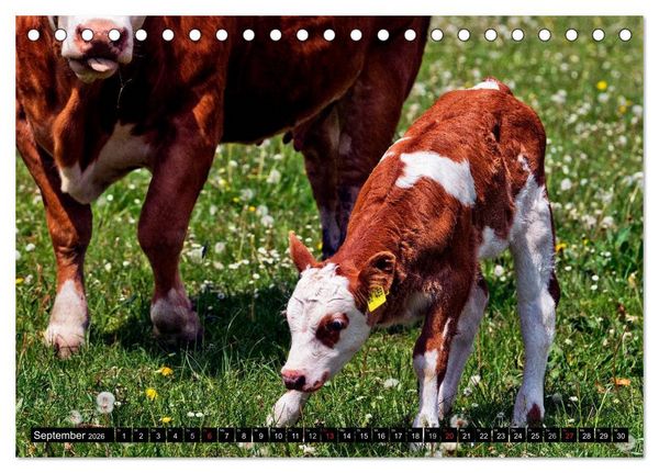Produktbild: Kuh und Co. (Tischkalender 2026 DIN A5 quer), CALVENDO Monatskalender