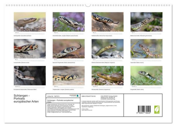 Produktbild: Schlangen - Portraits europ&auml;ischer Arten (hochwertiger Premium Wandkalender 2026 DIN A2 quer), Kunstdruck in Hochglanz
