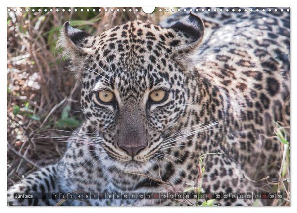 Produktbild: Leoparden - Geheimnisvolle J&auml;ger (Wandkalender 2026 DIN A3 quer), CALVENDO Monatskalender