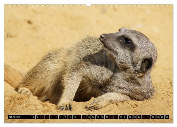 Produktbild: Lustige Erdm&auml;nnchen (Wandkalender 2026 DIN A2 quer), CALVENDO Monatskalender
