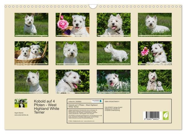 Produktbild: Kobold auf 4 Pfoten - West Highland White Terrier (Wandkalender 2026 DIN A3 quer), CALVENDO Monatskalender