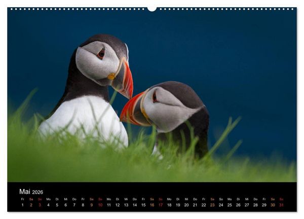 Produktbild: Welt der Papageitaucher (hochwertiger Premium Wandkalender 2026 DIN A2 quer), Kunstdruck in Hochglanz